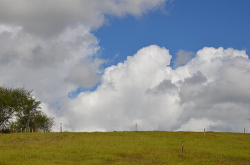 Lush green grass meadow under rural blue sky, grass texture. Beautiful morning light on green grass farm.