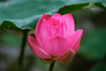 lotus flower in summer.close-up.pin.pink