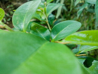 leaves in the morning