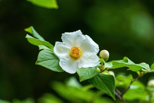 双樹沙羅 沙羅の樹（沙羅双樹）』と、沙羅双樹に間違えられた『日本夏椿