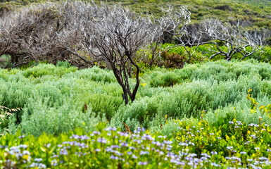 Augusta is a small, attractive town surrounded by a rugged rocky coastline.