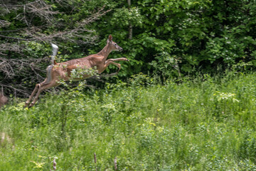 White tailed Deer bounding forward
