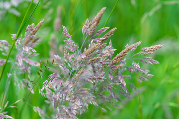 Selective focus nature background for graphic resources copy space
