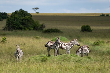 Fototapeta na wymiar animal ケニア Kenya earth theater 動物　自然 