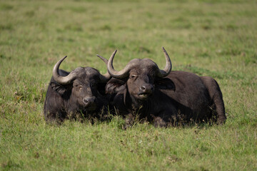 animal ケニア Kenya earth theater 動物　自然
