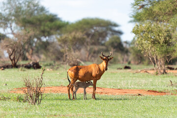 animal ケニア Kenya earth theater 動物　自然
