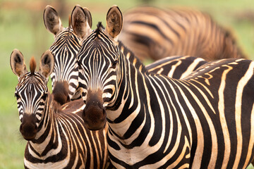 Fototapeta na wymiar animal ケニア Kenya earth theater 動物　自然 