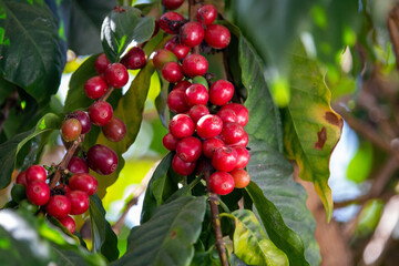 Ripe coffee beans on the stem. Coffee tree. Brazil. Coffee production.	