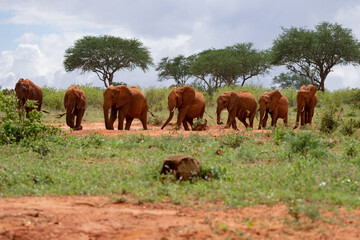 Kenya Elephant ケニヤearth theater