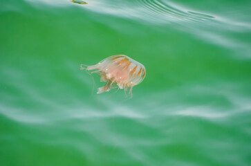 Sea Nettle Jellyfish, Orange Beach, Alabama, late May