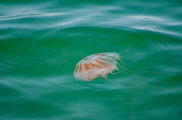 Sea Nettle Jellyfish, Orange Beach, Alabama, late May