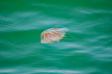 Sea Nettle Jellyfish, Orange Beach, Alabama, late May