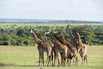 Naklejka na ściany i meble Kenya Giraffe earth theater
