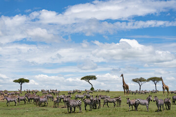 Naklejka premium Kenya Giraffe earth theater