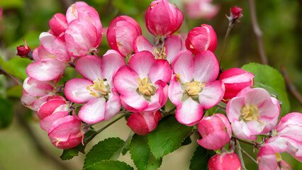 Fototapeta na wymiar Pink spring flowers of apple - generative ai