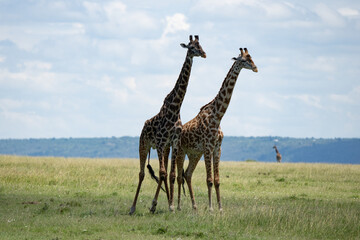  Kenya Giraffe earth theater