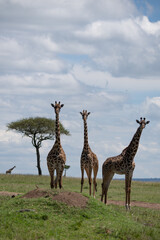  Kenya Giraffe earth theater