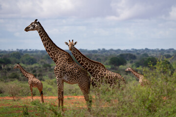  Kenya Giraffe earth theater