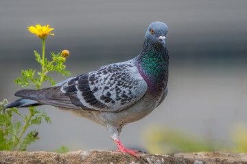 Rock Pigeon 