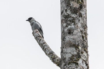 Costa Rica Wildlife