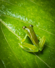 Costa Rica Wildlife