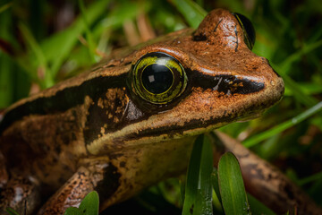 Costa Rica Wildlife