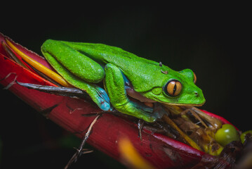 Costa Rica Wildlife