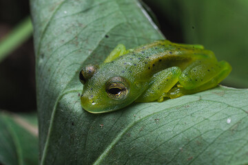 Costa Rica Wildlife