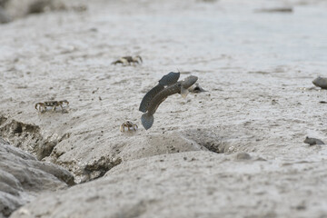 ムツゴロウのジャンプ