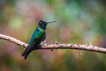 Fototapeta premium Costa Rica Wildlife