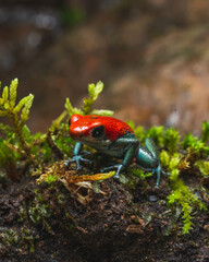 Costa Rica Wildlife