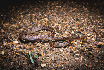 Costa Rica Wildlife