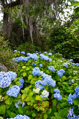 Charleston, South Carolina in May - Bigleaf Hydrangea with Bright Blue Blooms