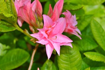 Fototapeta premium Rhododendron(Azalea) flowers in the city park