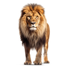 Fototapeta na wymiar A handsome male lion isolated on a transparent background. Proud male lion generative AI