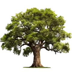 Fotobehang Oak tree isolated - Generative AI © mr_marcom