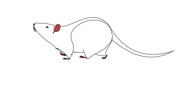 Animation Of A Mouse Running Fast, On A White Isolated Background. Colorless 2d Hand Drawn Animation