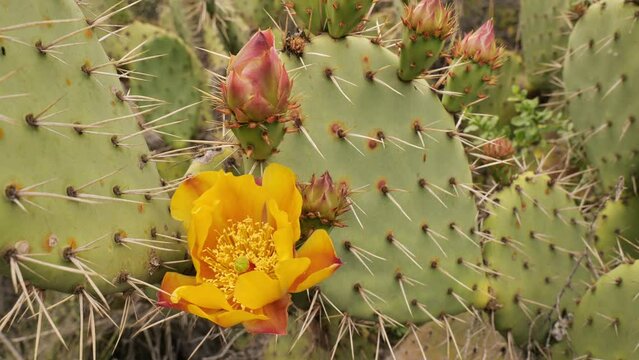 In late spring and early summer, mass flowering of cacti began in Southern California. Cacus - a honey plant.