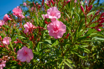 Charleston, South Carolina in May