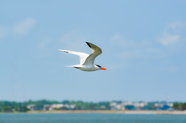 Tern Flying over Charleston Harbor, South Carolina