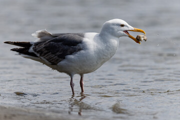Fototapeta na wymiar Seagull eating a shellfish from the shore of the Pacific Ocean at Westport, Washington.