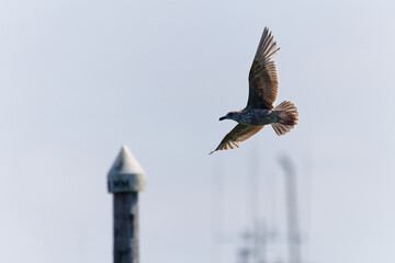 Seagull in flight over the harbor at Westport, Washington.