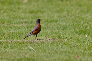 An American Robin standing on a grassy field.