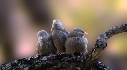 bird wall paper nature little