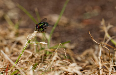 Small fly perched on a blade of grass in Puyallup, Washington.