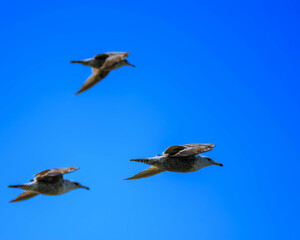 Three Birds Flying in formation - Oregon Coast