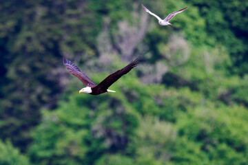 An eagle and seagull in flight at Billy Frank Jr. Nisqually National Wildlife Refuge, Washington.