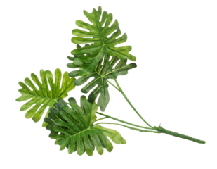 Artificial Green Leaf many big leaves with branch. Dark green leaves of monstera or artificial fake split-leaf philodendron, tropical foliage plant growing in wild. White background isolated