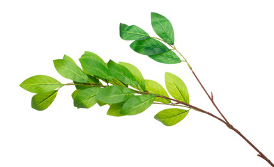 Green Artificial Leaf many lemon tropical leaves with branch. Dark green artificial fake leaves of tropical lemon, tropical foliage plant leaf growing in wild. White background isolated