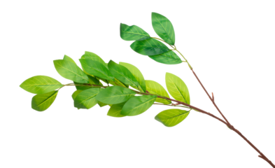 Green Artificial Leaf many lemon tropical leaves with branch. Dark green artificial fake leaves of tropical lemon, tropical foliage plant leaf growing in wild. White background isolated